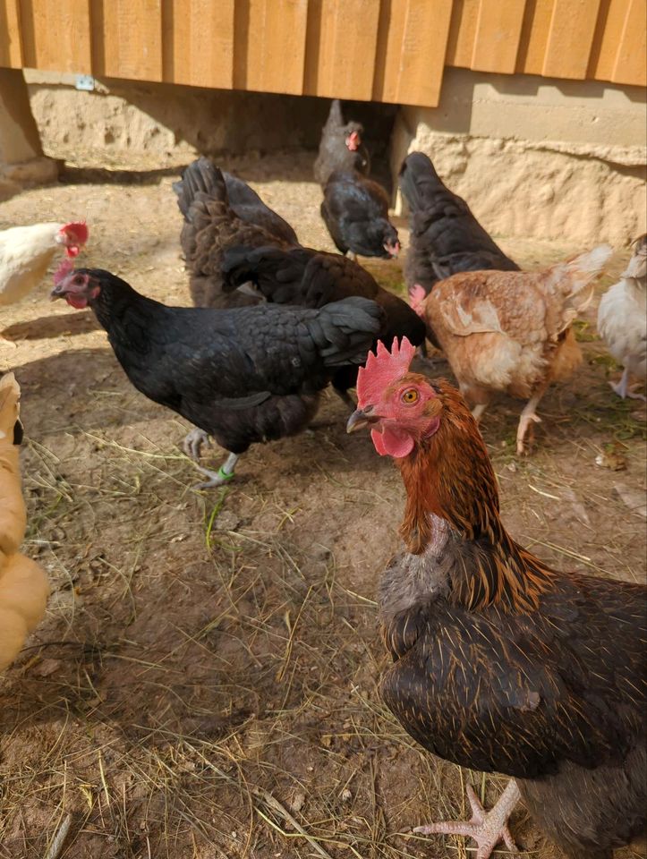Frische Eier von Glücklichen Hühnern in Schönau Niederbay