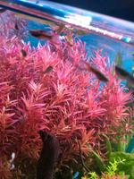 Rotala Singapore Blood Red Aquarium Pflanze Frankfurt am Main - Bockenheim Vorschau