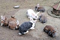 Kaninchen abzugeben Brandenburg - Oderaue Vorschau