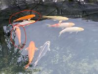 Koi,orange Sachsen-Anhalt - Leuna Vorschau