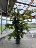 Ficus Benjamina Amstel King Baden-Württemberg - Winnenden Vorschau