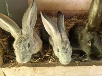 Kaninchen,  Riesen Mix Nordrhein-Westfalen - Brilon Vorschau