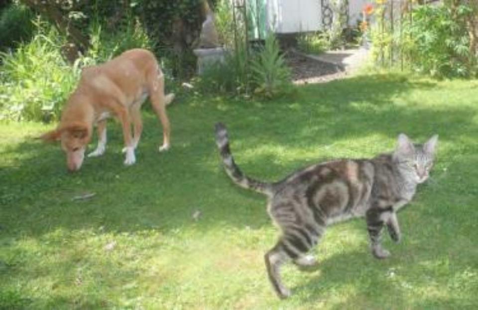 Sozialer und menschenbezogener Tigerjunge Eduard *Tierschutz* in Hamburg