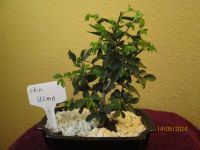 ( 37 )  Prebonsai chinesische Ulme Berlin - Reinickendorf Vorschau