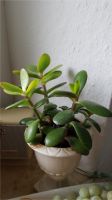 Geldbaum-Ableger Pfennigbaum Crassula ovata, ab VB 1,50 € Schleswig-Holstein - Bad Bramstedt Vorschau