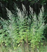 Gemeiner Beifuß Artemisia vulgaris Thüringen - Hohenstein bei Nordhausen Vorschau