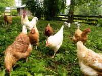 Hühnereier /Eier täglich frisch aus Freilandhaltung BIO Qualität Bayern - Zangberg Vorschau