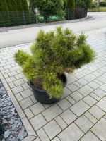 Zwergkiefer Baum Kiefer Pflanze Bonsai Bayern - Wehringen Vorschau