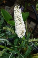 Schmetterlingsflieder Sommerflieder weiß Buddleja davidii Hessen - Liebenau Vorschau