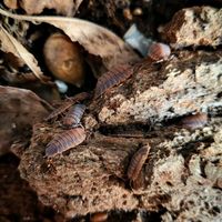 Porcellio scaber 'rusty' - Asseln Nordrhein-Westfalen - Langenfeld Vorschau