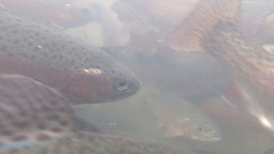 Forelle Besatz 10kg lebend Besatzfisch in Bad Iburg