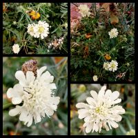 Samen wunderschöne Scabiose / Witwenblumen in creme weiß" Niedersachsen - Georgsmarienhütte Vorschau