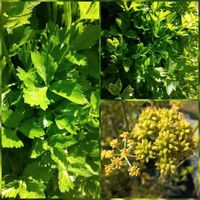 Echtes Maggikraut (Levisticum officinale)  Samen Baden-Württemberg - Ahorn Vorschau