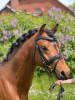 Wunderschöner Welsh B Ponyhengst Niedersachsen - Emmerthal Vorschau