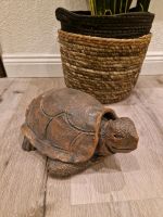 Tonschildkröte Baden-Württemberg - Burladingen Vorschau