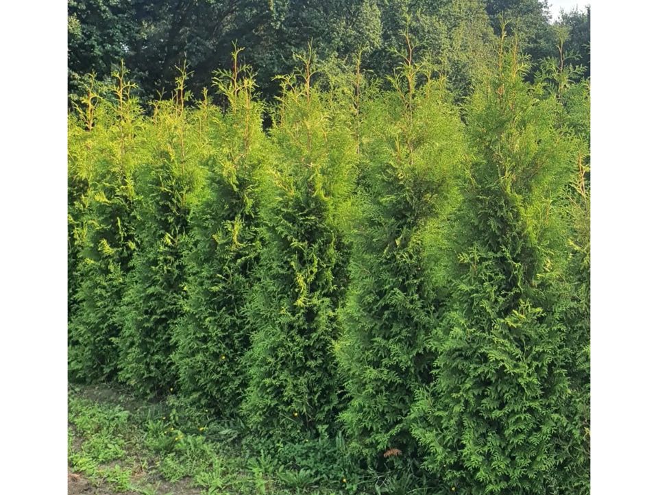 Lebensbaum Thuja occidentalis 'Brabant' | Bayernhecke` in Ingoldingen