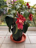 Medinilla Pflanze Bonn - Endenich Vorschau