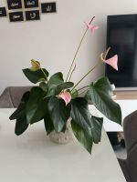Blume / Pflanze Nordrhein-Westfalen - Mönchengladbach Vorschau
