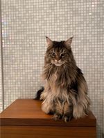 Liebevolle Maine Coon | reinrassig | Stammbaum | abzugeben haus Dortmund - Mitte Vorschau