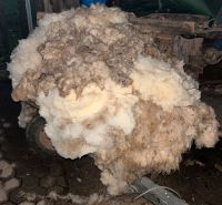 Schafswolle (ungewaschen), Wolle zum Filzen Baden-Württemberg - Achern Vorschau