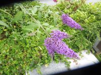 Schmetterlingsflieder-Ableger abzugeben,Farbe lila oder weiß. Nordrhein-Westfalen - Dörentrup Vorschau