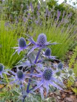 Stauden Gartenpflanzen Insektenfreundlich  Bodendecker Nordrhein-Westfalen - Meschede Vorschau