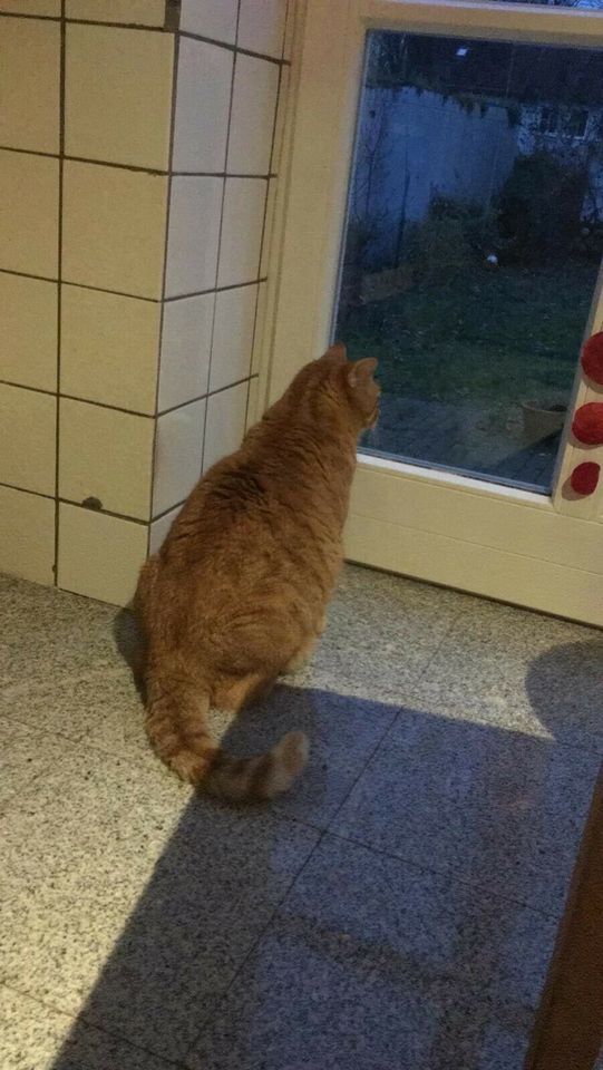 Kater Katze vermisst entlaufen in Osnabrück