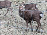 Sika Hirsche Bayern - Grafling Vorschau