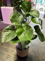 Große Monstera - 80~85cm Hoch , 21cm Topf. Neu Zustand. Pankow - Prenzlauer Berg Vorschau