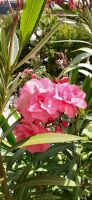 Gefüllter italienischer Oleander- Rosa/Pink -Höhe ca.125cm München - Ramersdorf-Perlach Vorschau