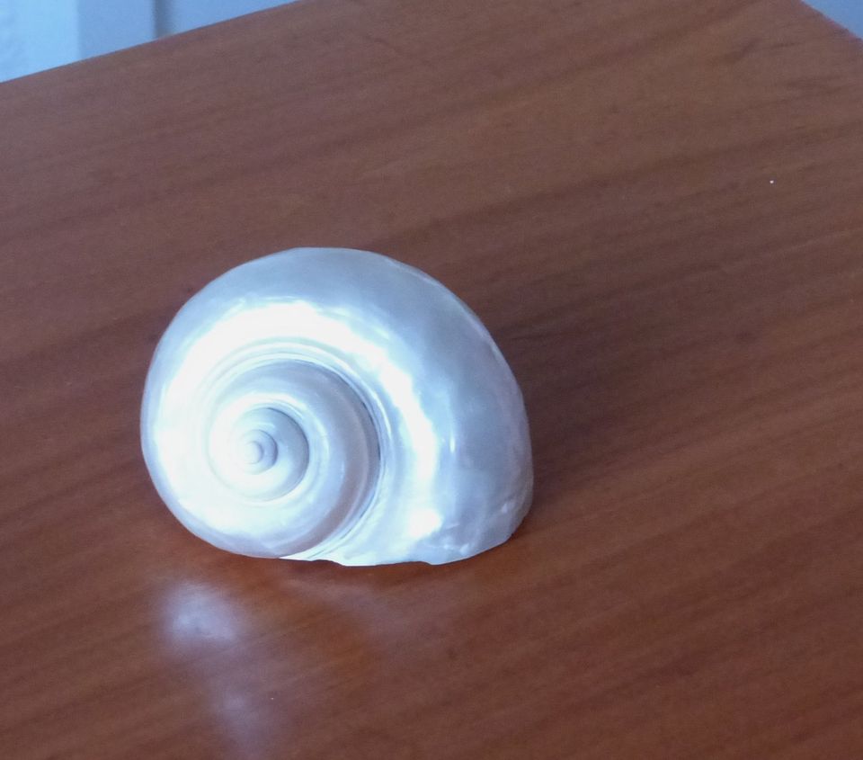 Verschiedene Muscheln/Schnecken, alt in Runding