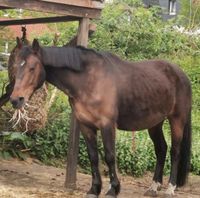 Pferd sucht Reitbeteiligung Nordrhein-Westfalen - Gelsenkirchen Vorschau