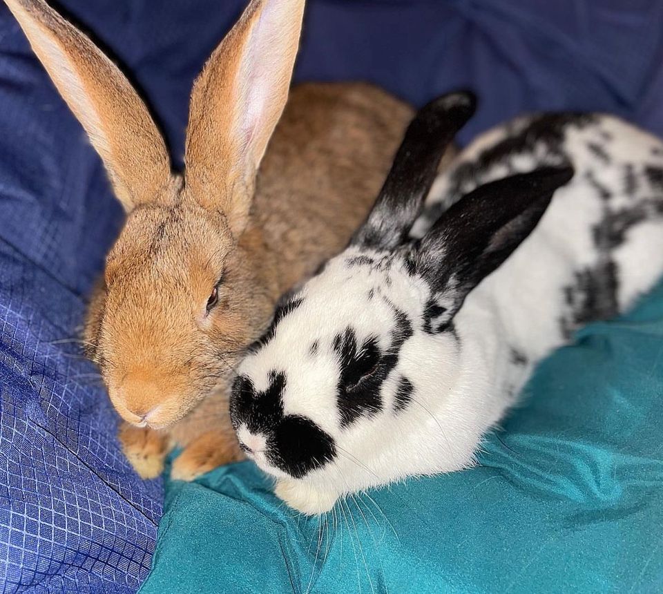 Deutsche Riesen Kaninchen Hasen Weibchen zippe in Harrislee