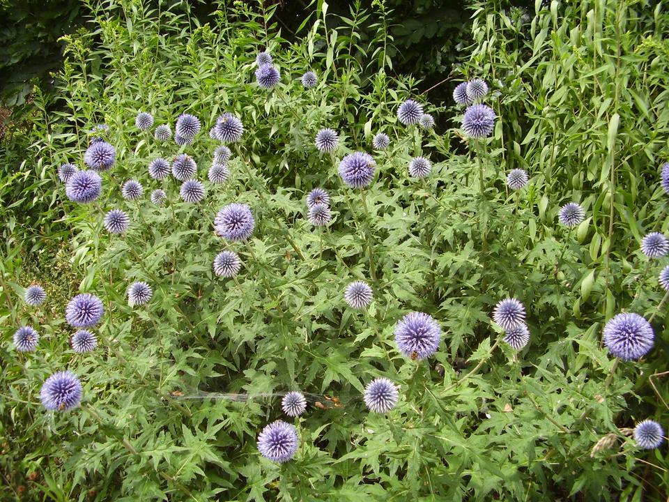 30 Samen Kugeldistel blau Bienen Bienenfutterpflanze * winterhart in Nordendorf