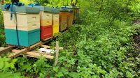 Bienenvolk Dadant Niedersachsen - Wolfenbüttel Vorschau