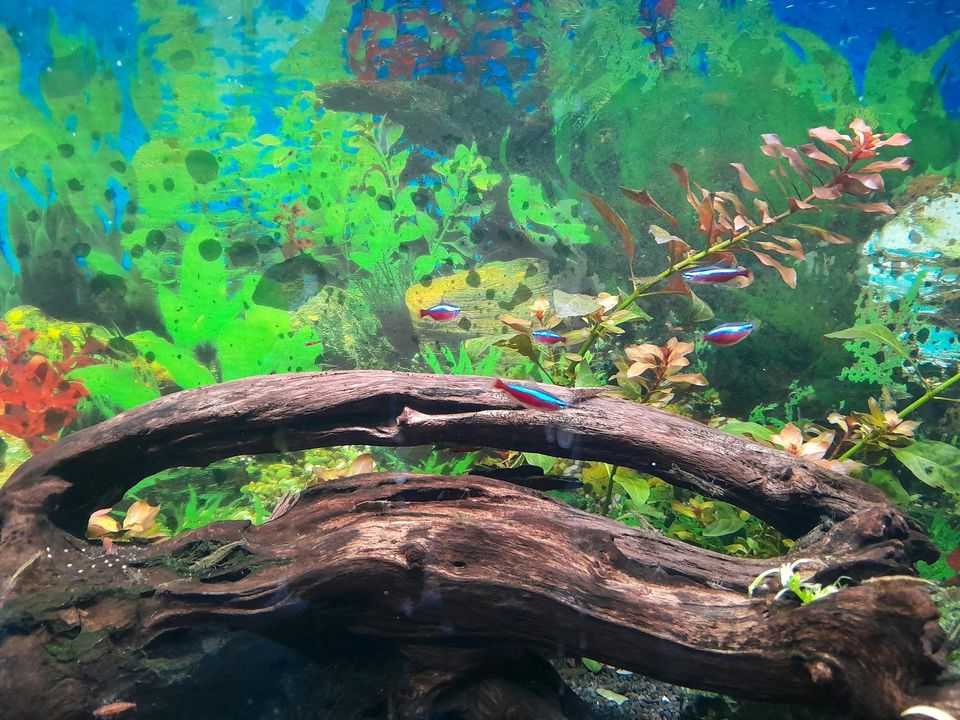 Aquarium komplett in Gelsenkirchen