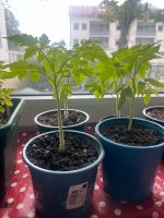 Tomatenpflanzen aus der Türkei Bayern - Freising Vorschau