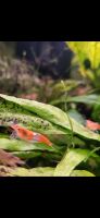 Orange Neocaridina Garnelen abzugeben Nordrhein-Westfalen - Remscheid Vorschau