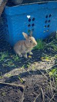 Deutscher Riese Kaninchen für 25€ Güstrow - Landkreis - Güstrow Vorschau