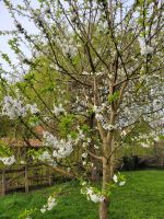 Suchen zuverlässige Gartenhilfe Niedersachsen - Gleichen Vorschau