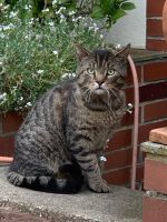 Großer unkastrierter Kater (Grautiger): Wer kennt ihn? Münster (Westfalen) - Hiltrup Vorschau