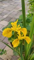 Iris pseudacorus, Wasserlilie, Gartenpflanze Bayern - Windsbach Vorschau