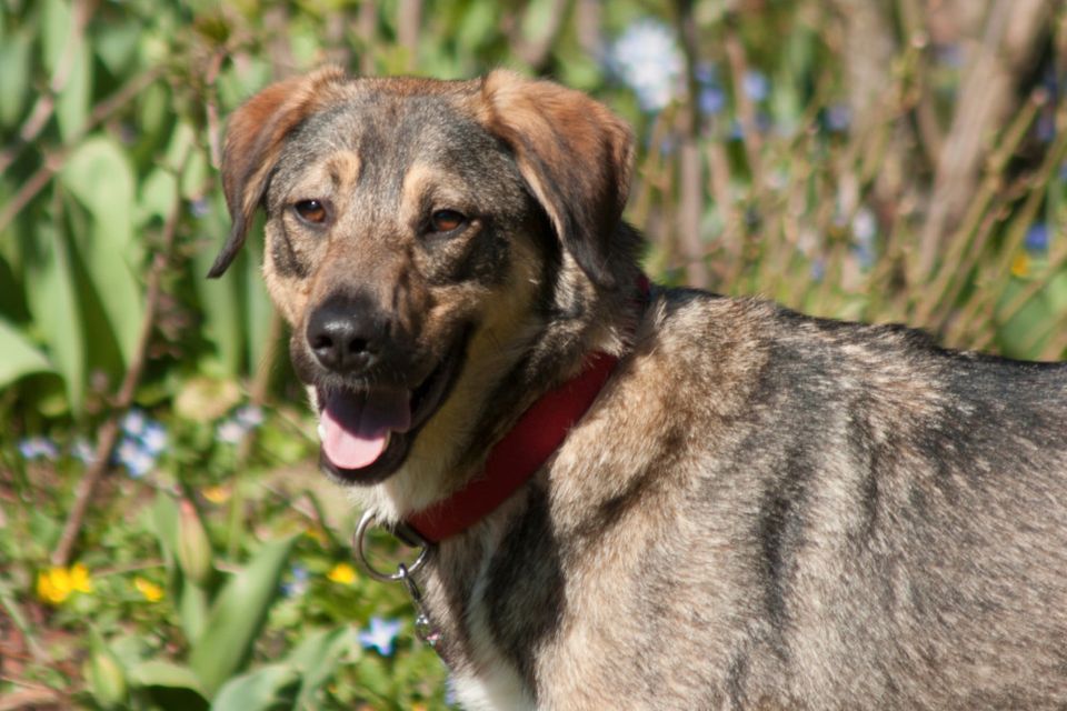 Mostie, Mix, männlich, 4,2 Jahre, Tierhilfe Franken e.V. in Lauf a.d. Pegnitz