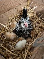 (Brut-) Eier von verschiedenen Hühnern Bayern - Hohenwart Vorschau