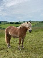 Reitbeteiligung auf Haflingerstute zu vergeben Rheinland-Pfalz - Freudenburg Vorschau