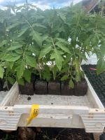 tomatenpflanzen bio veredelt, verschiedene sorte Bayern - Waakirchen Vorschau