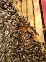 Bienenvölker Bienenableger Dandant Bienen Bayern - Waal Vorschau