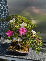 Bonsai Satsuki-Azalee  (Rhododendron indicum) Japan Saarbrücken-West - Klarenthal Vorschau