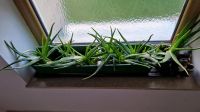 Aloe Vera Pflanzen Bayern - Tittmoning Vorschau