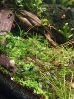 Garnelen Neocaridina Mix Nordrhein-Westfalen - Marl Vorschau